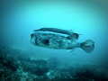   saw this DoubleDecker fish dive "Double-Decker" "DoubleDecker" "Double Decker"  